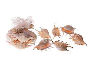 CONCHIGLIA LAMBIS IN RETE (6pz)